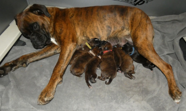 Ivo x Aurora puppies 8 days old