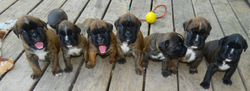Ivo x Aurora puppies 4 weeks old